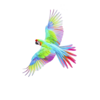 Vibrant parrot with multicolored feathers spreads its wings in flight against transparency background, showcasing its vivid plumage. image captures beauty and grace of bird in motion png