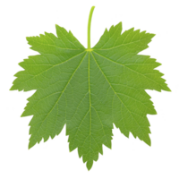 Vibrant green maple leaf with distinct veins and serrated edges, isolated on transparency background, showcasing nature intricate design png