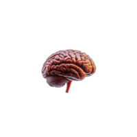 detailed illustration of human brain showcases its intricate structure, highlighting complexity of neural pathways and cerebral anatomy. image emphasizes brain role cognition and thought processes png