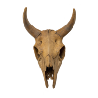 weathered animal skull with prominent horns, likely from cow or buffalo, is displayed against plain background. skull texture and color suggest age and exposure to elements png
