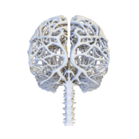 detailed 3D rendering of human brain with intricate white neural pathways and visible spinal cord, showcasing complexity of nervous system png