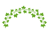 decorative arch of green ivy leaves forms natural, elegant design. lush foliage creates graceful curve, perfect for adding touch of nature to any setting png