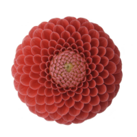 vibrante vermelho dália flor com intrincado pétala padrões cria hipnotizante simétrico projeto, exibindo natureza beleza e complexidade. pétalas Formato perfeito circular forma png