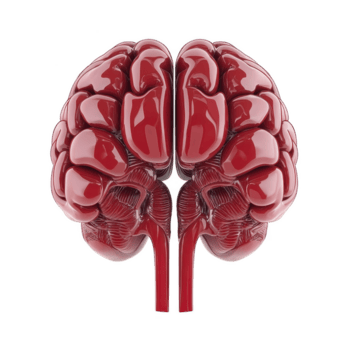 detailliert 3d Rendern von Mensch Gehirn im Rot, präsentieren es ist kompliziert Struktur und Design. Bild Highlights Gehirn Komplexität und ist Ideal zum lehrreich oder medizinisch Zwecke png