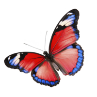 vibrant butterfly with striking red wings, accented by blue and white patterns, gracefully spreads its wings. intricate details and vivid colors create captivating and lively image png
