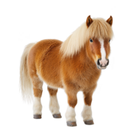 Small, fluffy brown pony with white mane and tail stands against transparency background, showcasing its gentle and friendly demeanor png