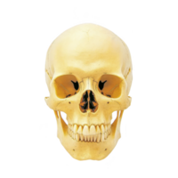Human skull with frontal view, showcasing detailed bone structure and teeth, isolated on transparency background. image highlights anatomical features and is often used for educational purposes png