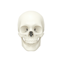 Realistic human skull illustration showing detailed bone structure and features, including eye sockets and teeth, on transparency background png