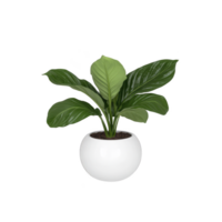 Lush green potted plant with broad leaves sits in sleek white round pot, creating fresh and modern look. plant vibrant foliage adds touch of nature to any indoor space png