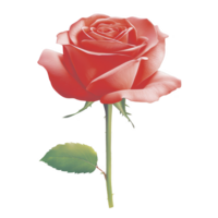 Single red rose with green stem and leaf, symbolizing love and beauty, is depicted against transparency background. delicate petals and vibrant color create romantic and elegant image png
