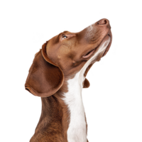 Brown and white dog with floppy ears looks upward with curiosity and alertness, showcasing its sleek fur and attentive expression png