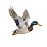 Vibrant mallard duck in flight with its wings fully extended, showcasing its colorful plumage and distinctive green head. dynamic pose captures essence of movement and grace png