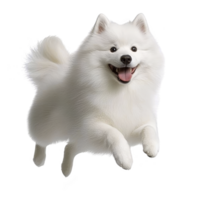 Fluffy white dog with joyful expression is playfully jumping, showcasing its thick fur and lively demeanor. background is transparent, highlighting dog energetic pose png