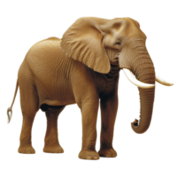Majestic elephant stands with its large ears and long tusks, showcasing its impressive size and strength. textured skin and gentle expression highlight its grace and power png