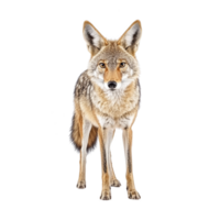 Coyote stands alertly, showcasing its thick fur and pointed ears against transparency background. animal keen gaze and bushy tail highlight its wild nature png