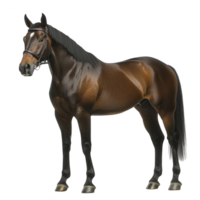 Majestic brown horse stands gracefully, showcasing its sleek coat and strong build. horse wears bridle, highlighting its readiness and elegance png