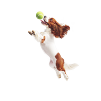Playful dog with long ears jumps high to catch tennis ball, showcasing agility and excitement. transparency background highlights dog dynamic movement and joyful expression png