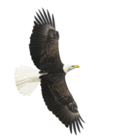 Majestic bald eagle soars through sky, its wings fully extended and feathers detailed against clear backdrop. bird sharp gaze and powerful presence evoke sense of freedom and strength png