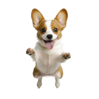 Joyful corgi puppy jumps with excitement, showcasing its playful nature and adorable expression. dog ears are perked up, and its tongue is out, adding to its charm png