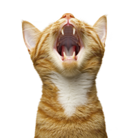 ginger cat with white markings is yawning, showing its teeth and tongue against transparency background. cat ears are perked up, and its whiskers are visible, creating striking and dynamic image png