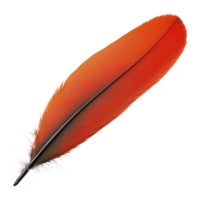 vibrant orange feather with smooth texture and delicate white tuft at base, isolated on transparency background. feather vivid color and fine details create striking visual png