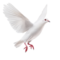 white dove gracefully soars with wings fully extended, symbolizing peace and freedom. Its red eyes and feet add striking contrast to its pure feathers png