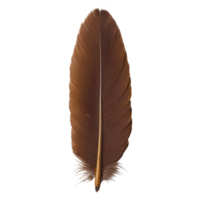 single brown feather with soft, delicate texture and slightly curved shape, isolated on transparency background. feather natural pattern and earthy tones create sense of elegance and simplicity png