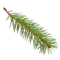single green pine branch with sharp needles and brown stem, isolated on transparency background, showcasing natural texture and detail png