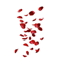 Red rose petals gracefully falling against transparency background, creating romantic and elegant atmosphere. vibrant petals appear delicate and soft, adding touch of beauty and passion to scene png