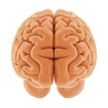realistisk 3d tolkning av mänsklig hjärna, visa upp invecklad detaljer av cerebral bark och hjärna strukturera, isolerat på genomskinlighet bakgrund png