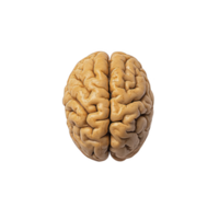 detailed illustration of human brain, showcasing its intricate structure and texture, isolated on transparency background. image highlights brain complex anatomy and cerebral features png