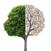 tree with split appearance, one side lush and green, other barren and dry, symbolizes contrast and change. green side is vibrant, while dry side is stark and leafless png
