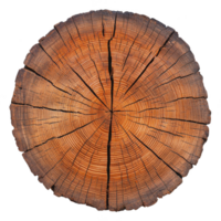 cross section of tree trunk reveals detailed growth rings, showcasing natural texture and age of wood. concentric circles and cracks add character to wooden surface png
