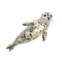 Playful harbor seal with spotted fur swims gracefully, showcasing its sleek body and curious expression. seal natural habitat is ocean, where it thrives in marine environments png
