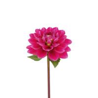 A vibrant pink dahlia flower with lush green leaves on single stem, isolated on transparency background, showcasing its intricate petal structure and vivid color png