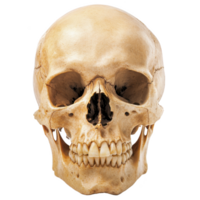 A human skull with detailed bone structure is shown, highlighting eye sockets, nasal cavity, and teeth. image is isolated on transparency background, emphasizing anatomical features png