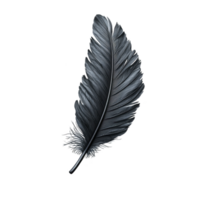 single dark feather with intricate details and soft texture, isolated on transparency background, evokes sense of elegance and simplicity png