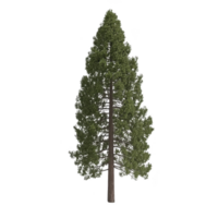 A tall, majestic evergreen tree with straight trunk and dense foliage, resembling coniferous species, stands isolated against plain background, evoking sense of tranquility png