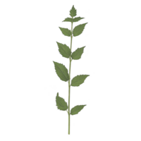 single green stem with multiple leaves arranged alternately, showcasing natural and simple design. leaves are elongated and pointed, creating symmetrical and balanced appearance png
