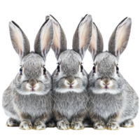 Three adorable gray rabbits sit closely together, their ears perked up and eyes wide open, creating charming and symmetrical scene. soft fur and attentive expressions add to their cuteness png