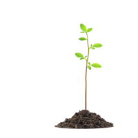 small green seedling with vibrant leaves emerges from mound of rich, dark soil, symbolizing growth and new beginnings. fresh plant stands tall against plain background png