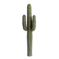tall, green saguaro cactus with multiple arms stands isolated on transparency background, showcasing its iconic desert plant features png