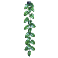 cascading vine with glossy green leaves creates natural and refreshing look, perfect for indoor decoration or adding touch of greenery to any space png