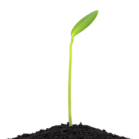 single green seedling emerges from dark soil, symbolizing growth and new beginnings. delicate stem and leaf stand out against transparency background, representing hope and potential png