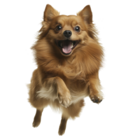 joyful Pomeranian dog with fluffy fur jumps playfully, showcasing its lively and energetic nature. dog expressive eyes and wagging tail add to its charm png