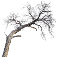 gnarled, leafless tree with twisted branches stands against clear background, showcasing its intricate, textured bark and stark silhouette png