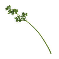 fresh sprig of parsley with vibrant green leaves and long stem, isolated on transparency background, showcasing its natural texture and color png