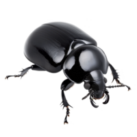 shiny black beetle with smooth, rounded body and prominent mandibles, showcasing its glossy exoskeleton. beetle legs are slender and slightly curved, adding to its distinct appearance png
