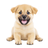 cute, happy puppy with fluffy coat sits against transparency background, showcasing its playful and joyful expression png