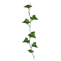single green ivy vine with pointed leaves extends vertically, showcasing its natural beauty and intricate leaf patterns. vine simplicity and elegance evoke sense of tranquility png